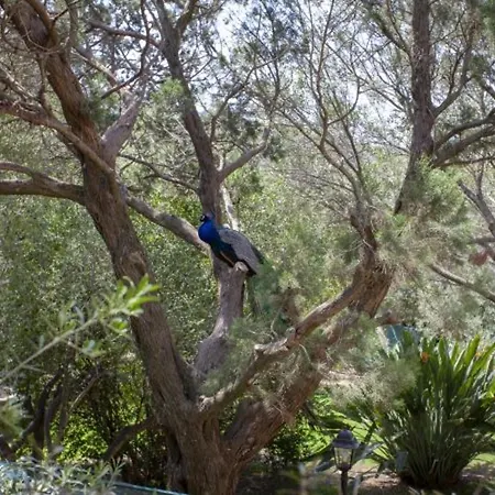 Charming In Olbia With Shared Pool And Garden Villa