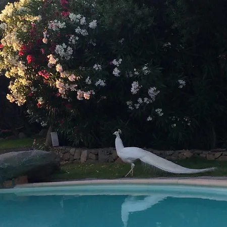 Charming In Olbia With Shared Pool And Garden Villa