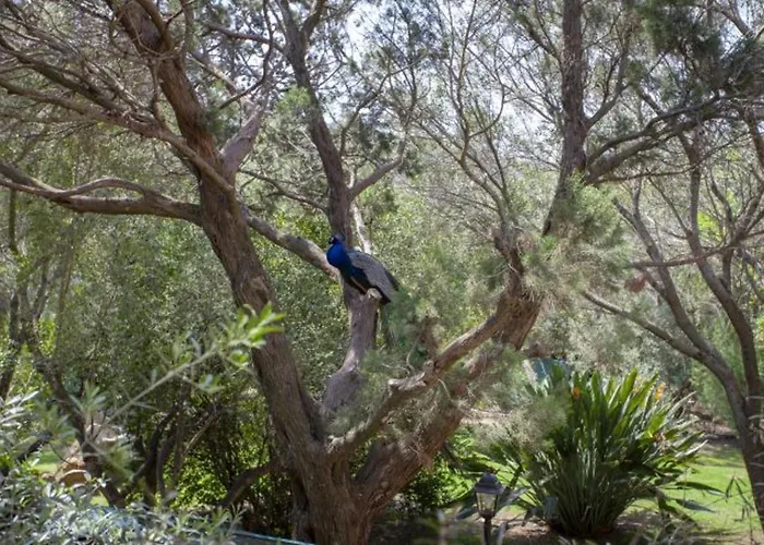 Charming In Olbia With Shared Pool And Garden Villa